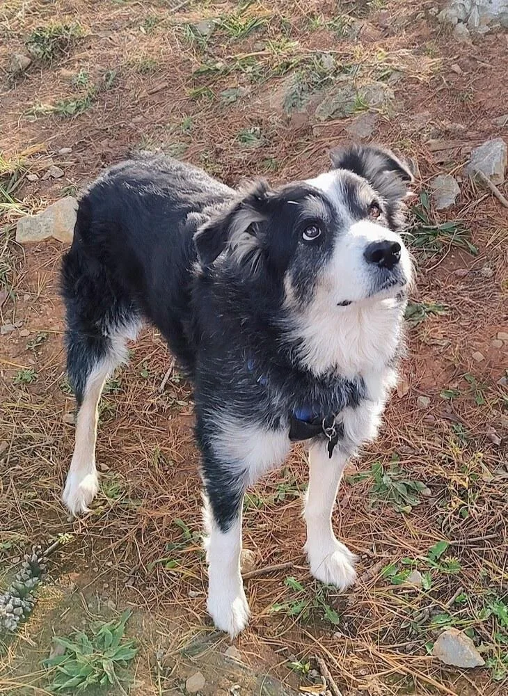 Petey Tn thumbnail 2