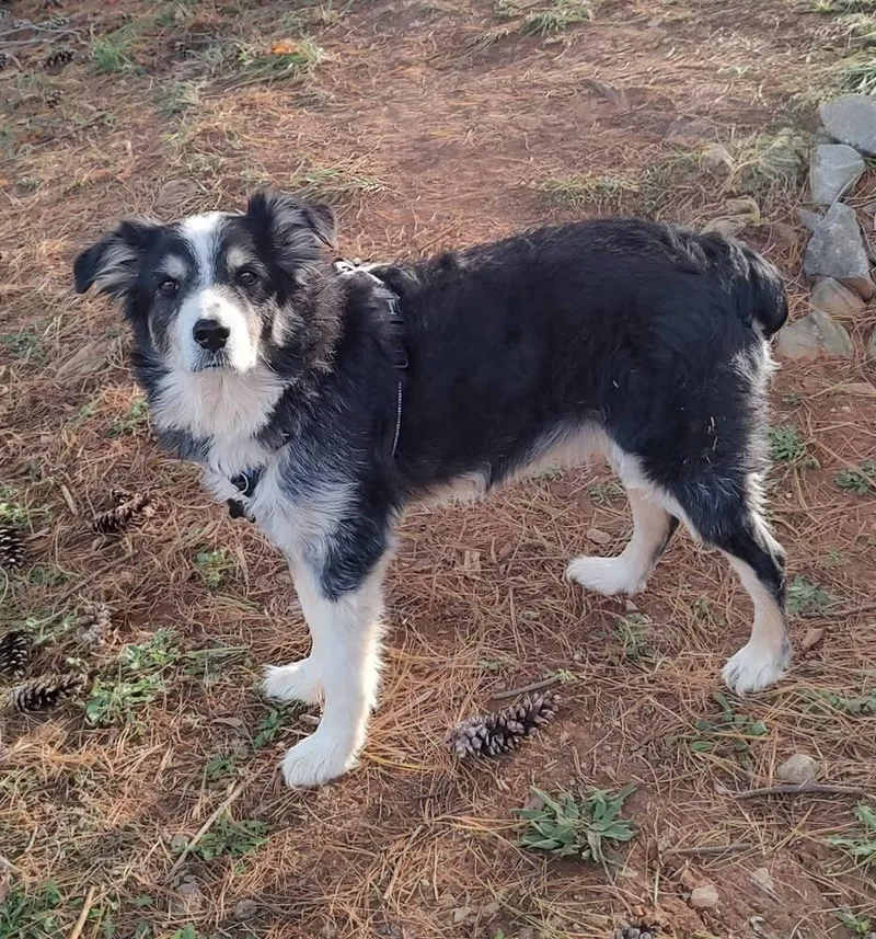 Petey Tn thumbnail 3