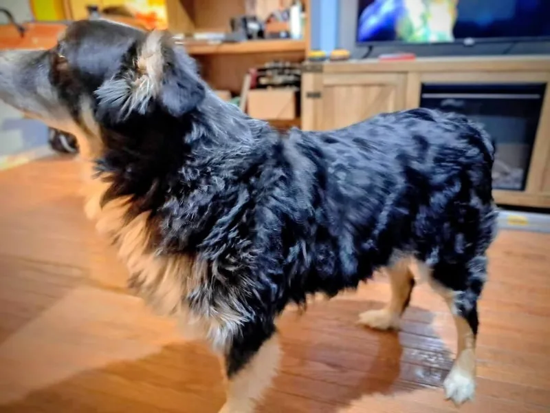 Petey Tn thumbnail 4