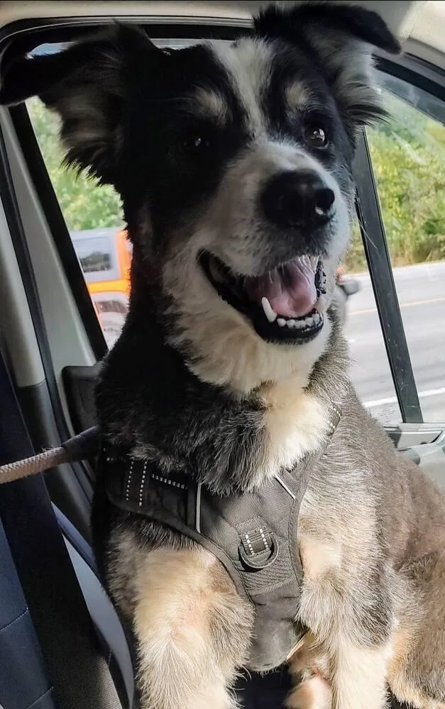 Petey Tn thumbnail 5