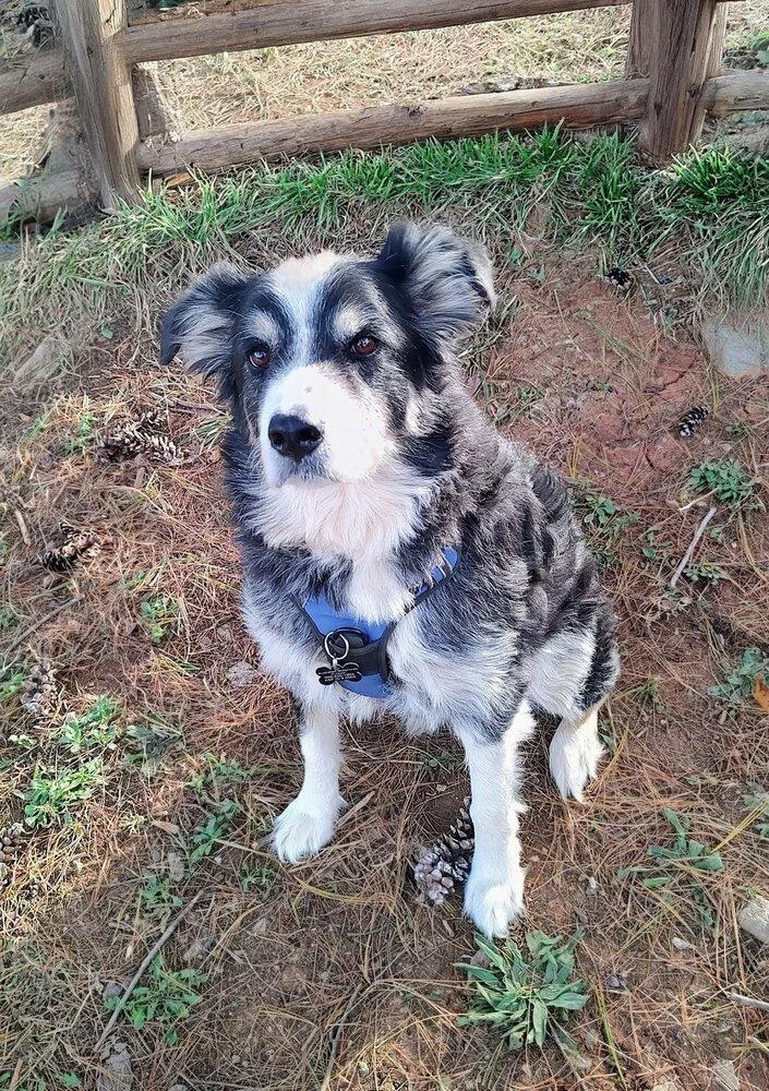 Petey Tn thumbnail 6