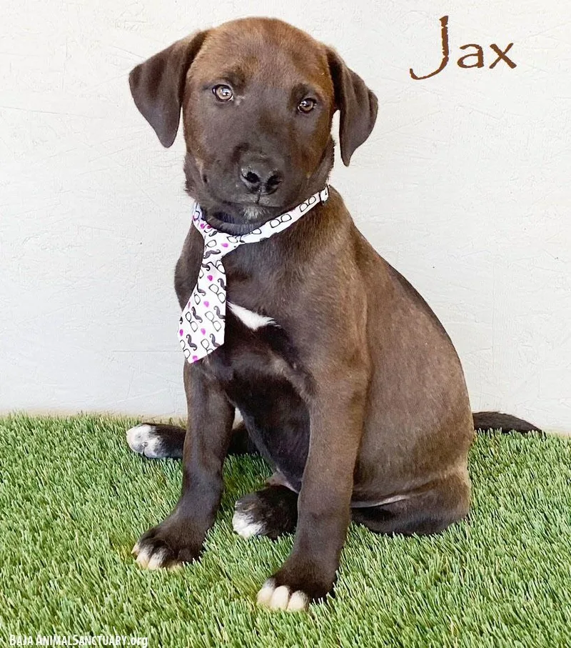 Jax