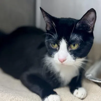 Tigerlily thumbnail 2