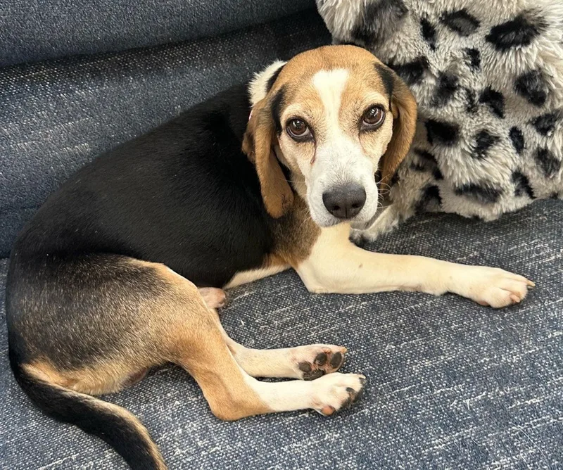 Mcgraw Willie thumbnail 2