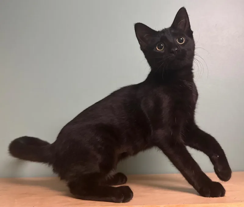 Carmelita thumbnail 2