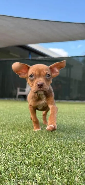 Mozzarella thumbnail 2