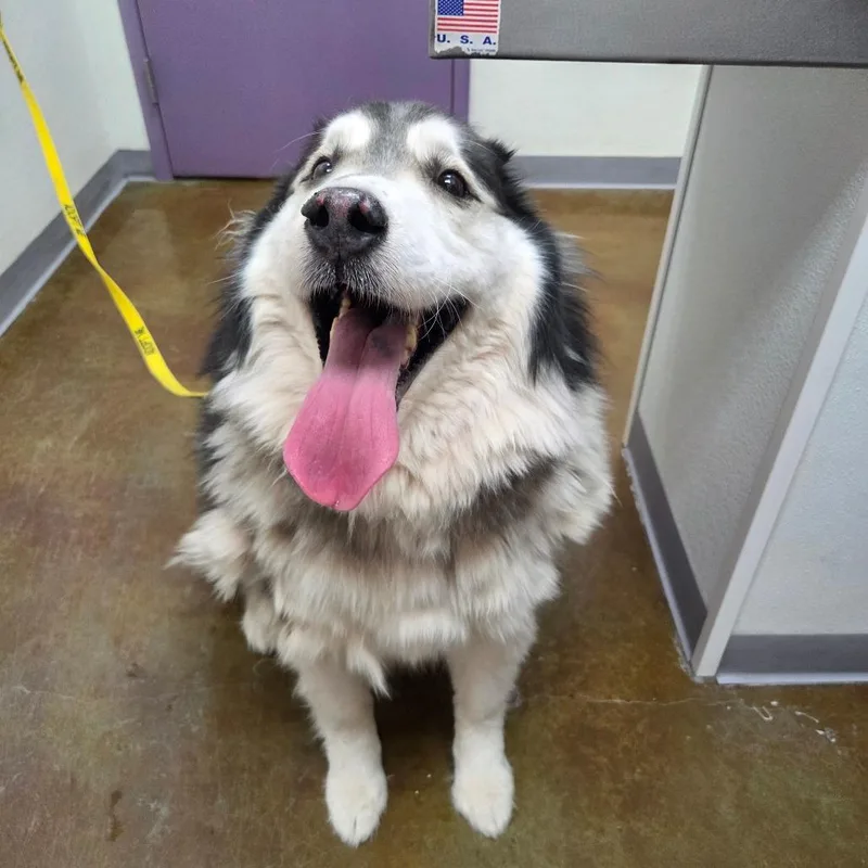 Cottonball thumbnail 2