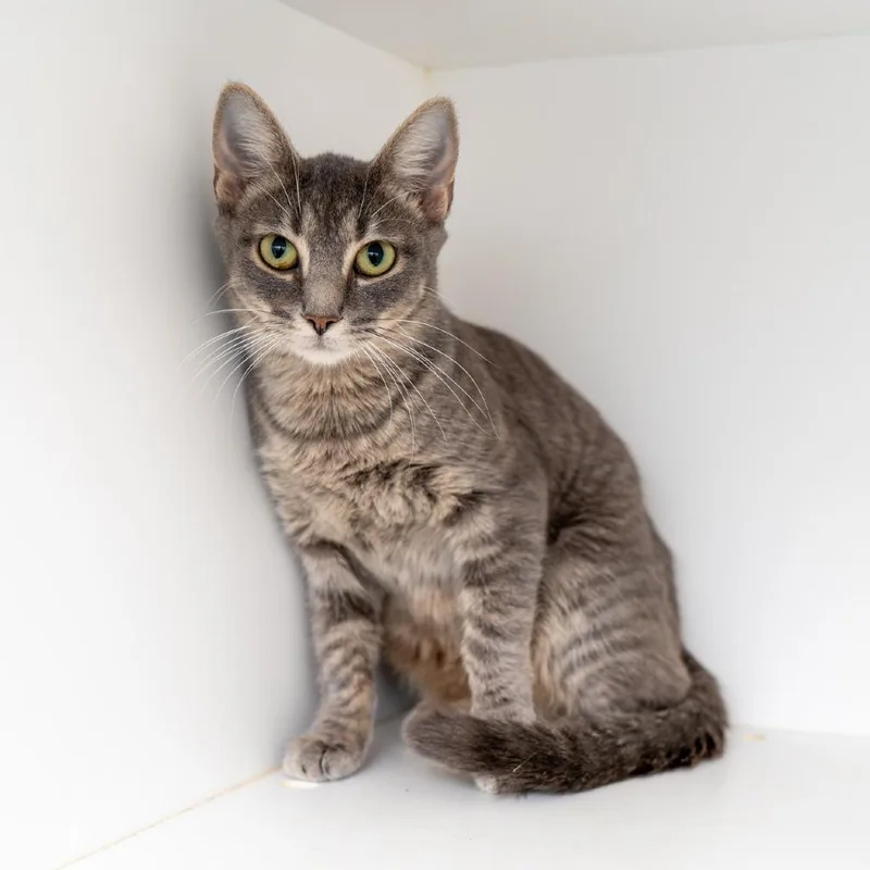 Callaluna thumbnail 2