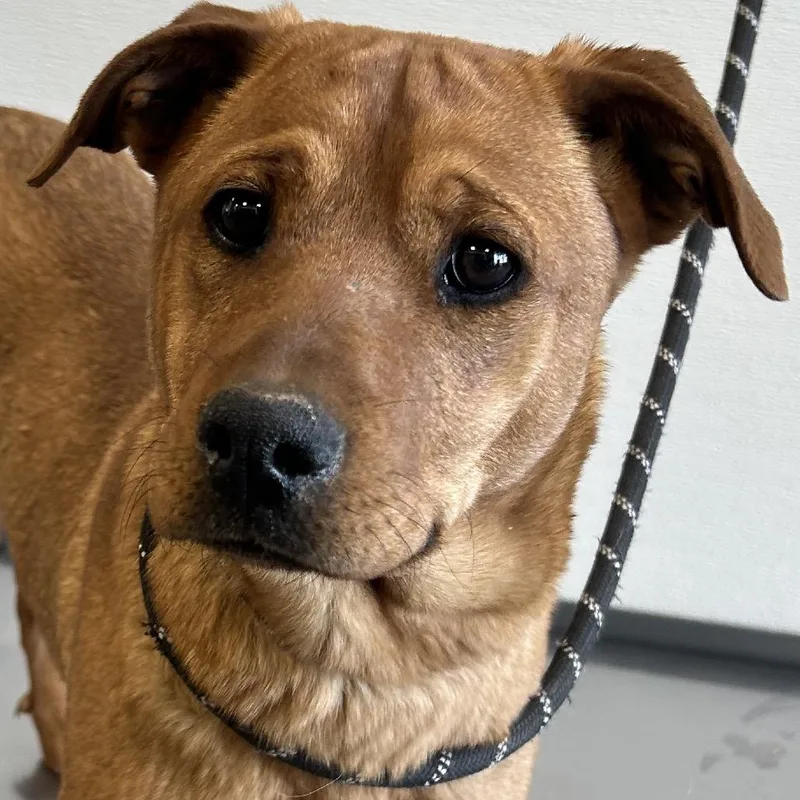 Isabelle thumbnail 2