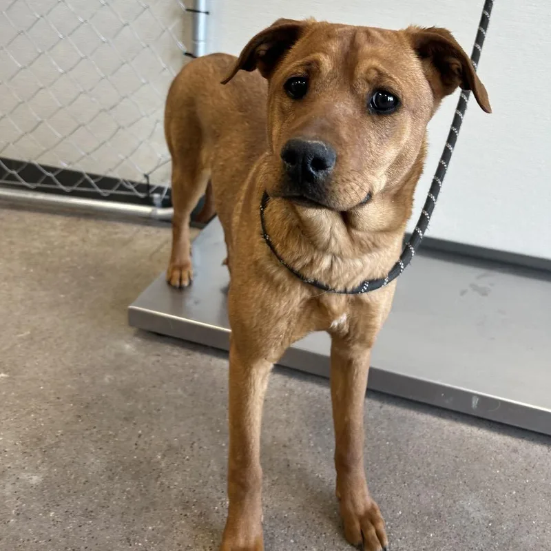 Isabelle thumbnail 4