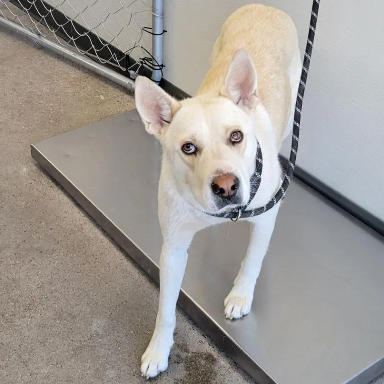 Cheesecake thumbnail 2