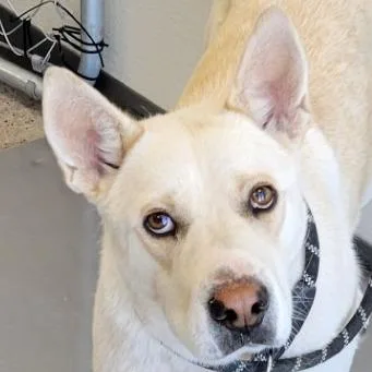 Cheesecake thumbnail 3