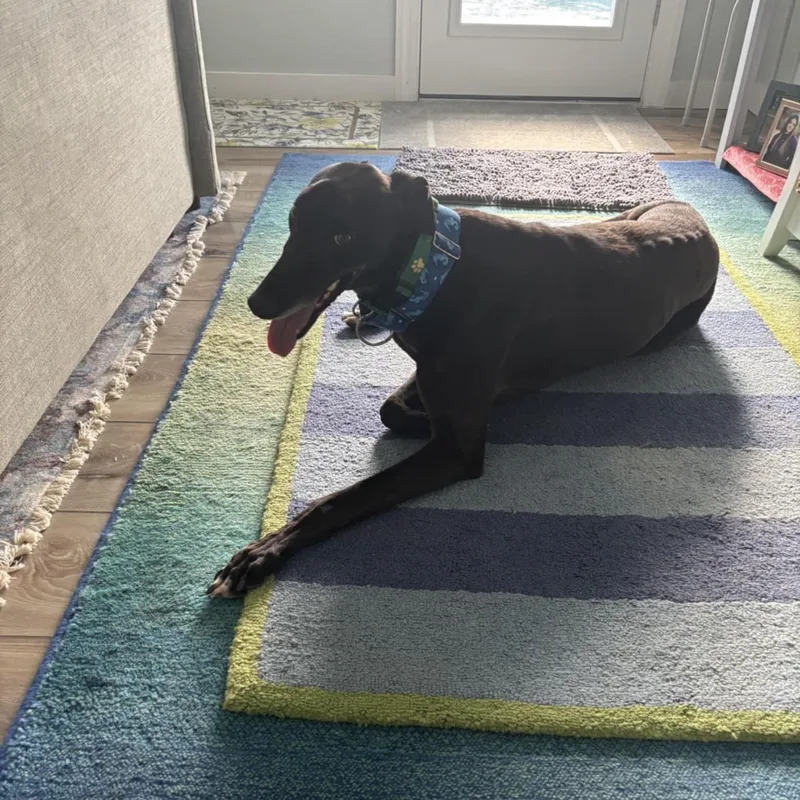 Blitzkrieg Punk thumbnail 2