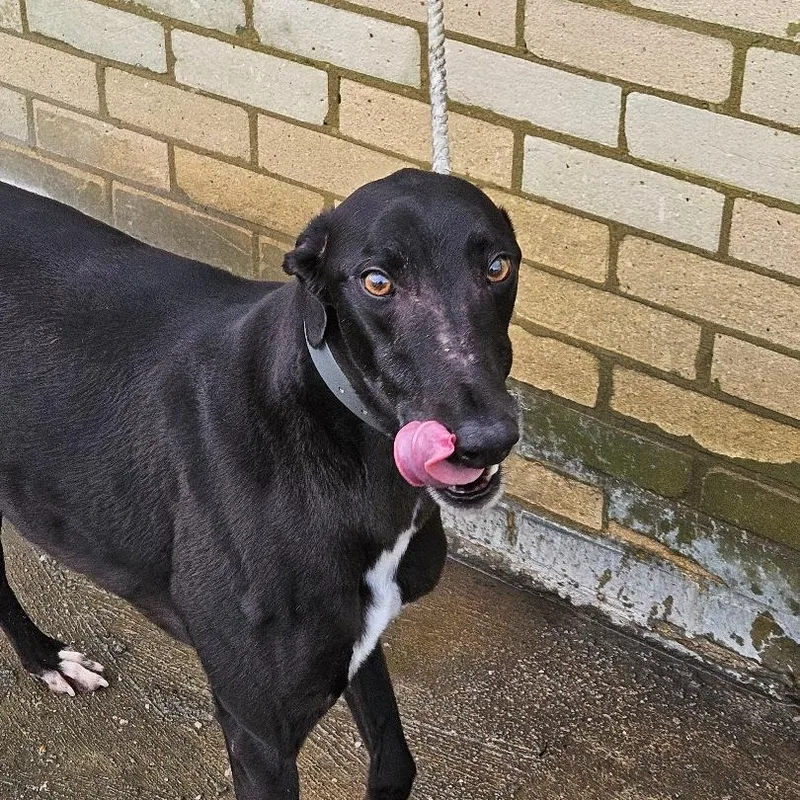 Blitzkrieg Punk thumbnail 3