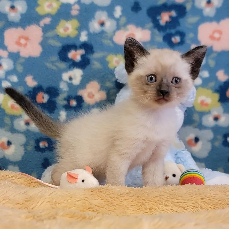 Egg Roll thumbnail 2