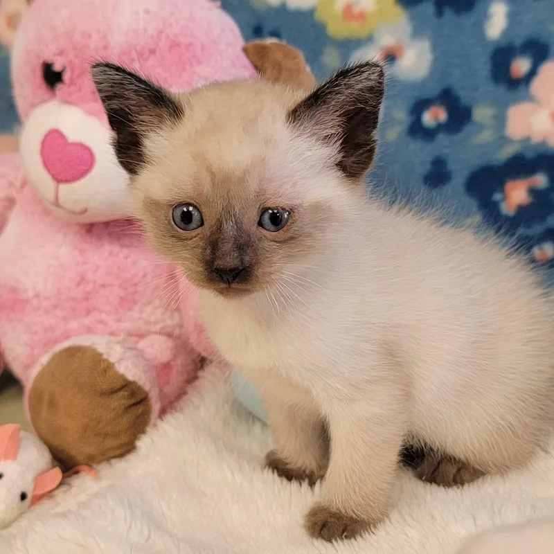 Egg Roll thumbnail 3