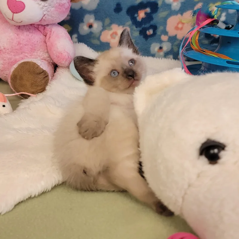 Egg Roll thumbnail 4