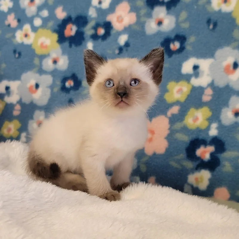 Egg Roll thumbnail 5