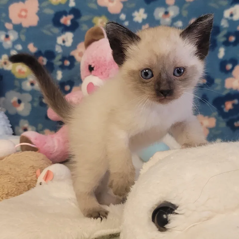 Egg Roll thumbnail 6