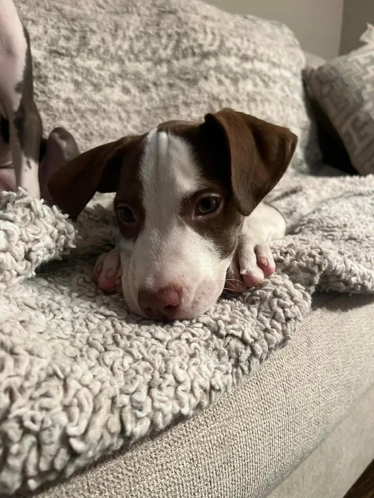 Rubia Sol thumbnail 2