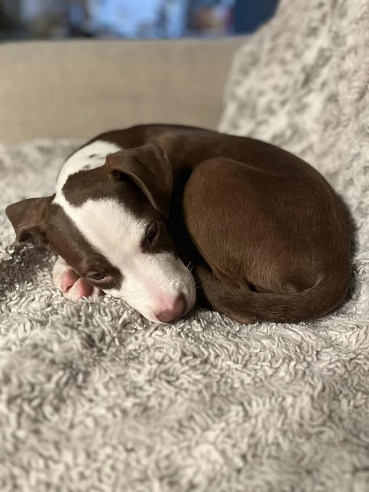 Rubia Sol thumbnail 5