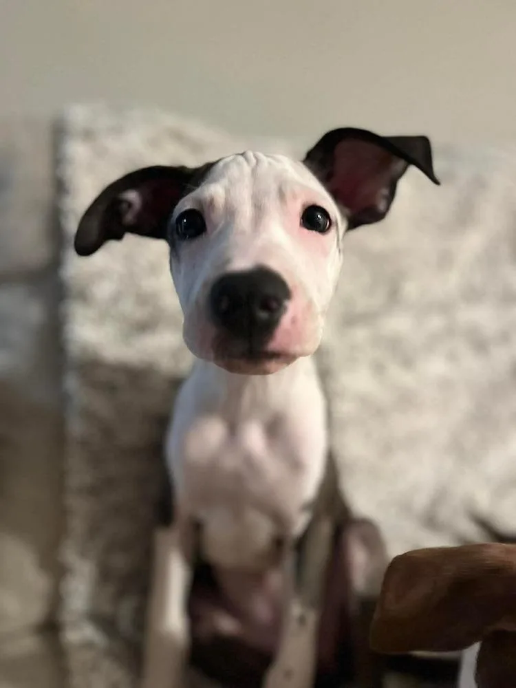 Morena Luna thumbnail 4