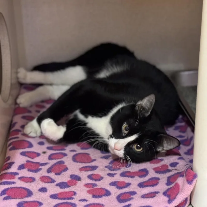 Sylvester thumbnail 2