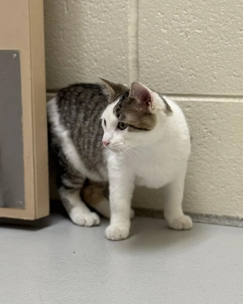 Theodore  Simon  thumbnail 2