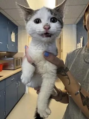 Theodore  Simon  thumbnail 3