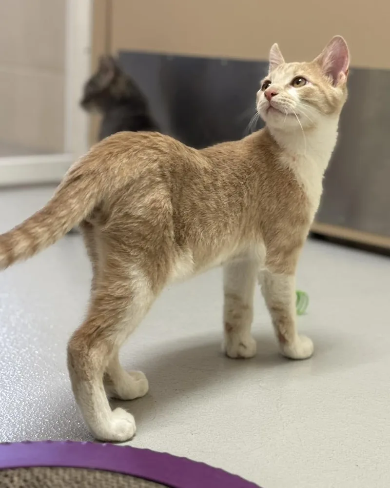 Theodore  Simon  thumbnail 4