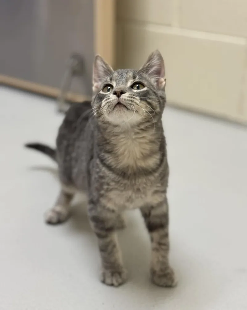 Theodore  Simon  thumbnail 5