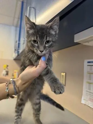 Theodore  Simon  thumbnail 6