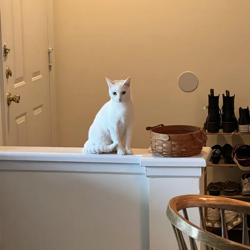 Snowball thumbnail 2