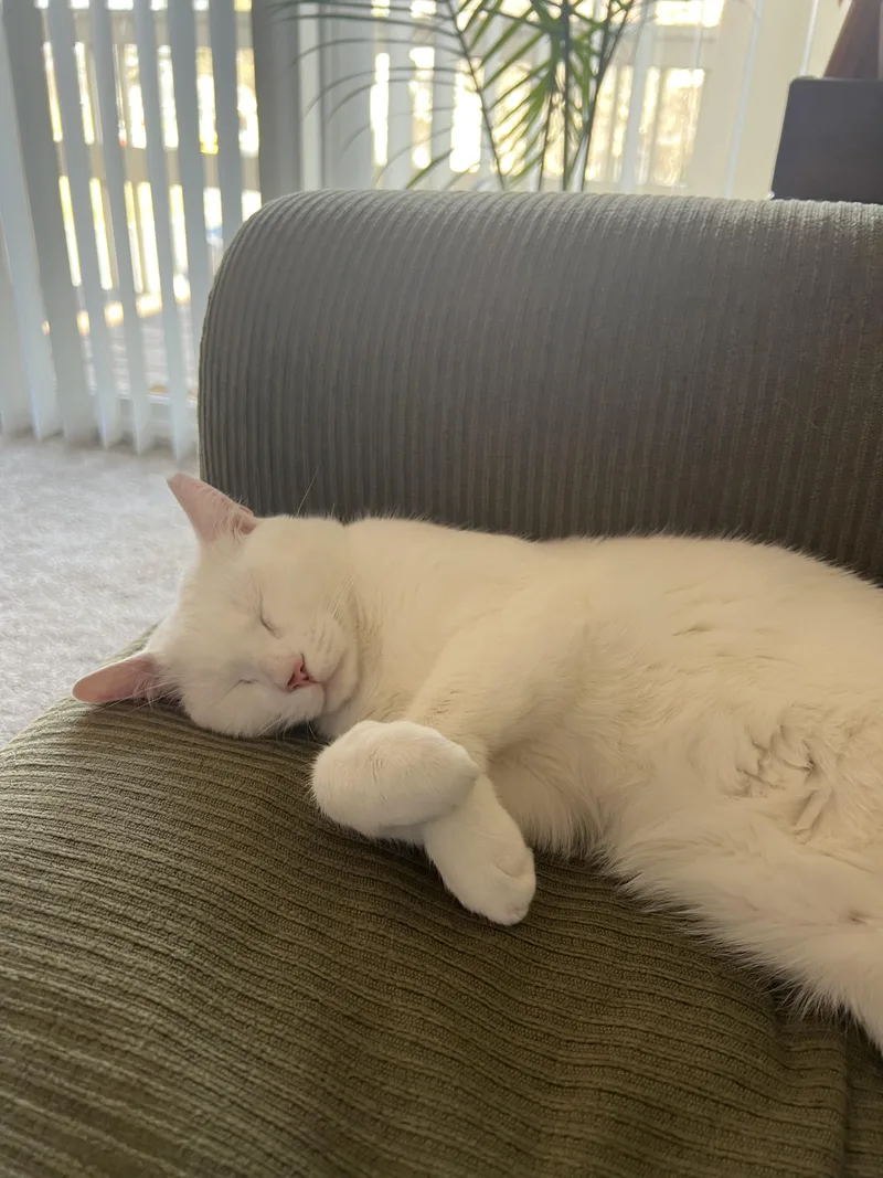 Snowball thumbnail 3