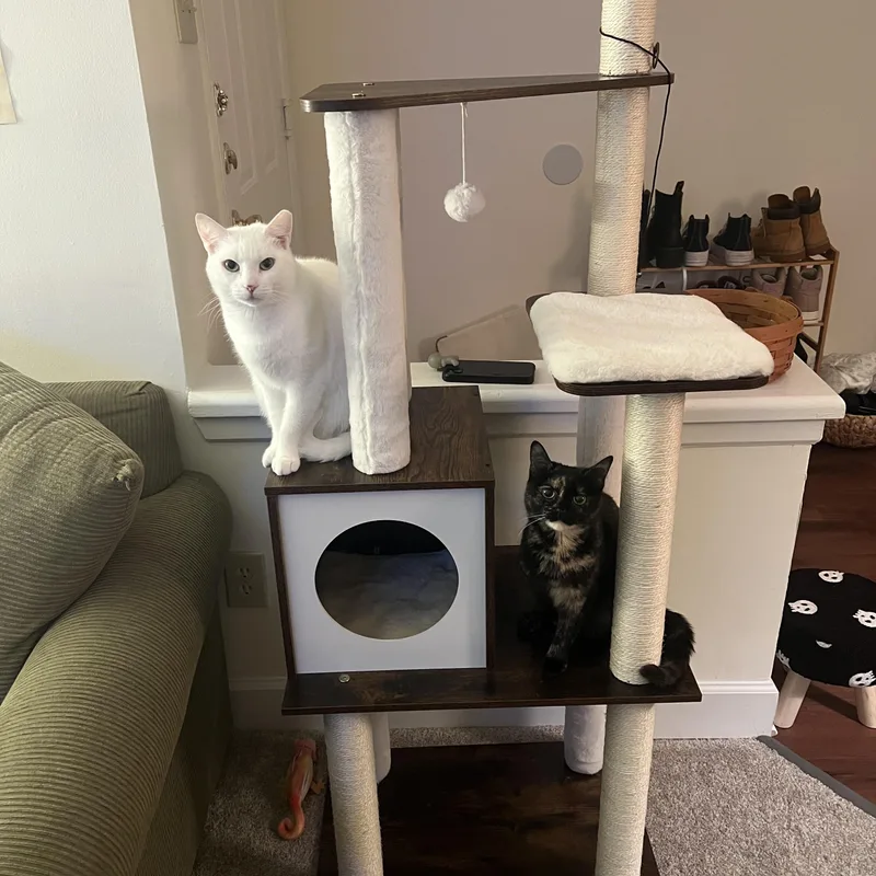 Snowball thumbnail 4