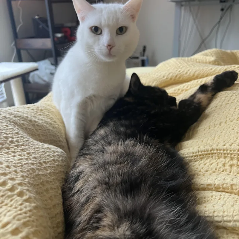 Snowball thumbnail 5