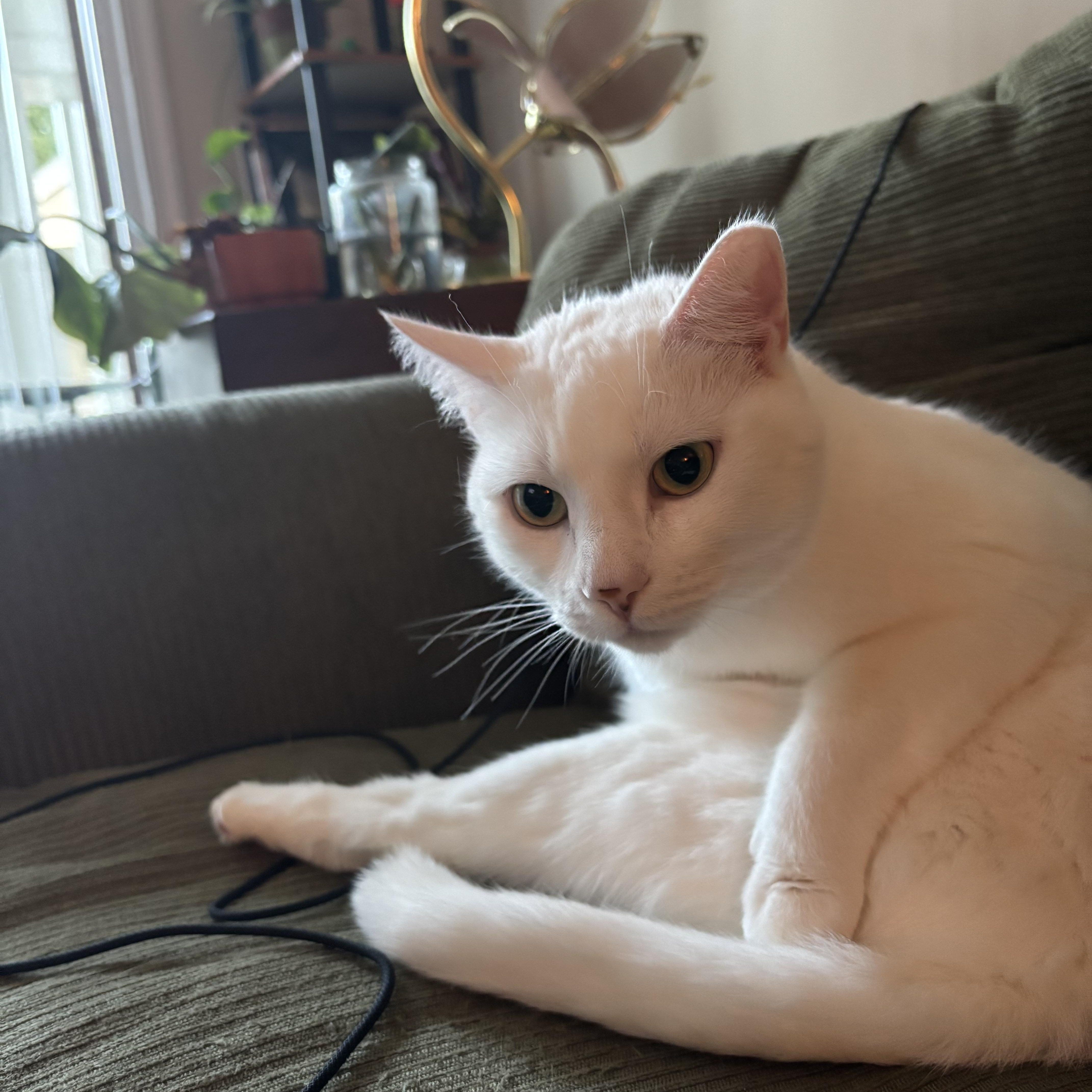 Snowball thumbnail 6