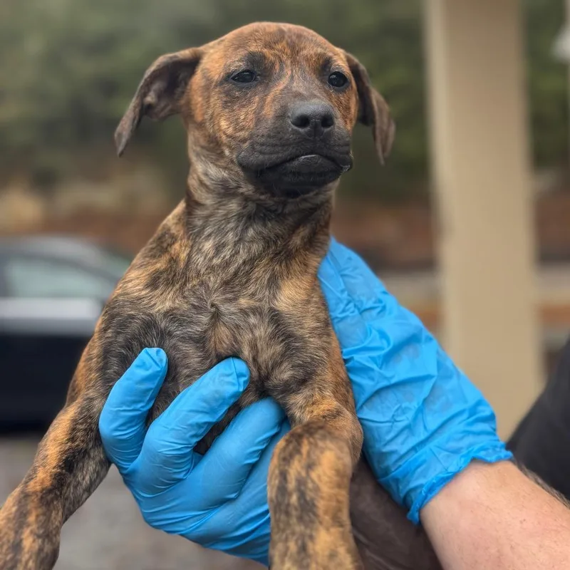 Gretchen thumbnail 2