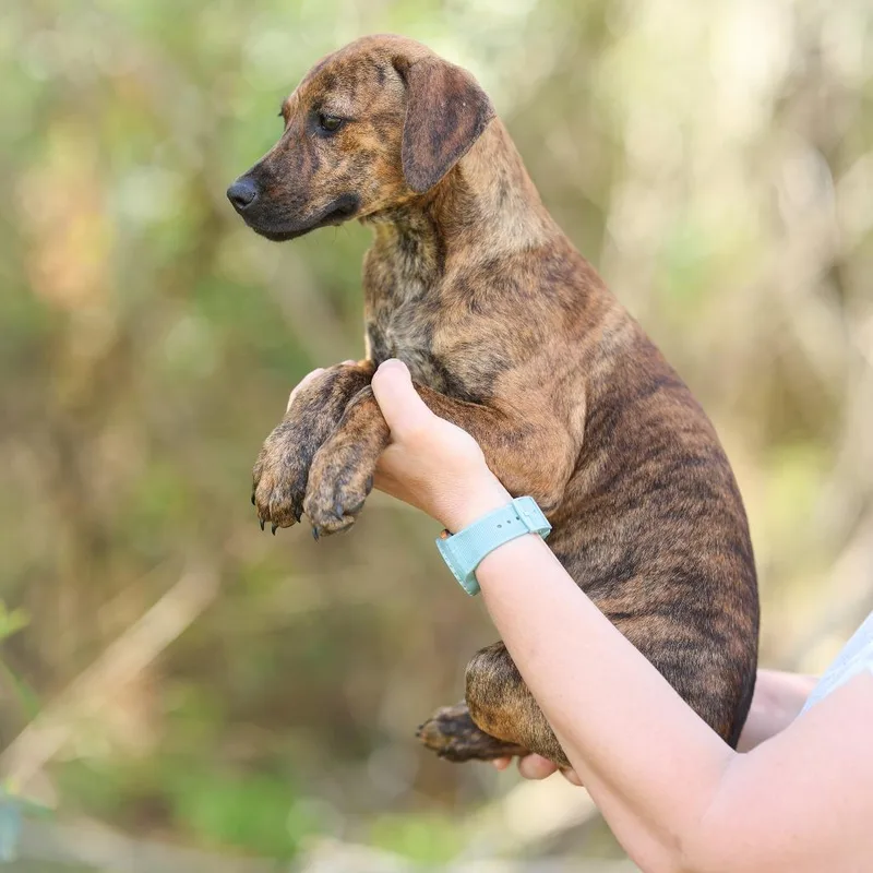 Gretchen thumbnail 3