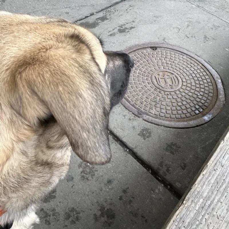 Josephine thumbnail 2