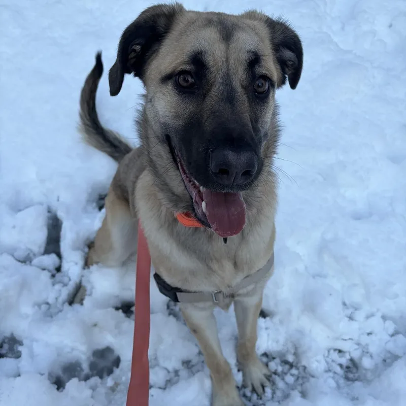 Josephine thumbnail 4