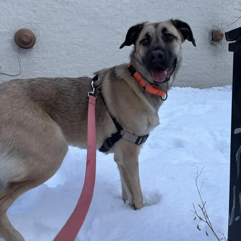 Josephine thumbnail 5