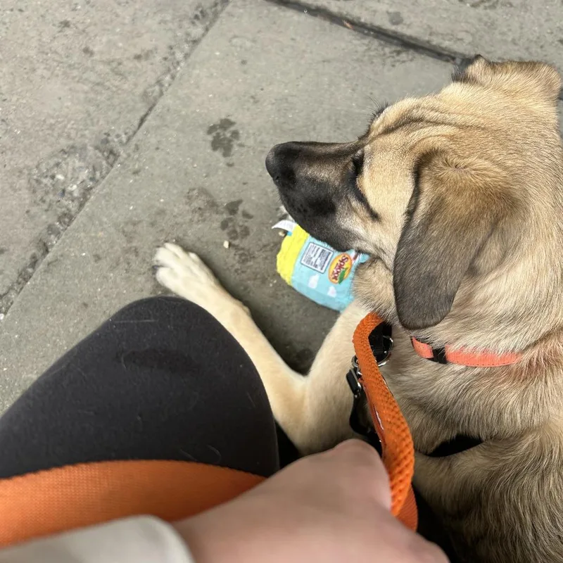 Josephine thumbnail 6