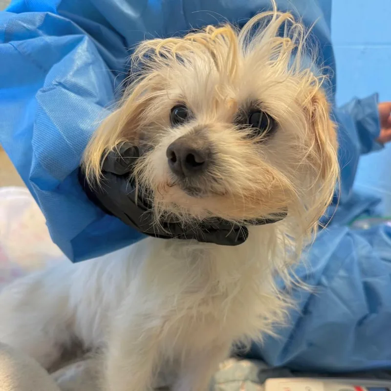 Cheese Grits thumbnail 2