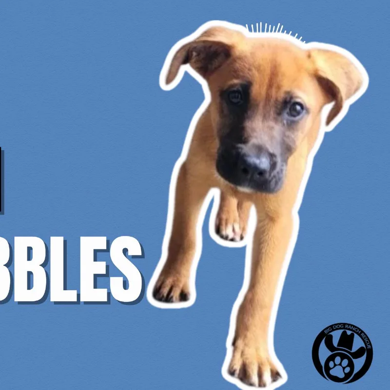 Pebbles thumbnail 3