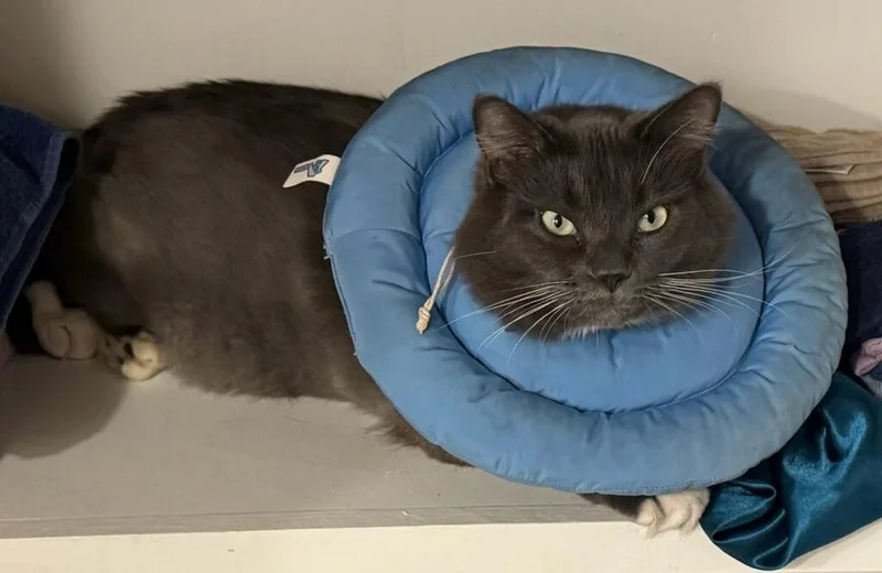 Tuck  Tuck "ares" thumbnail 2