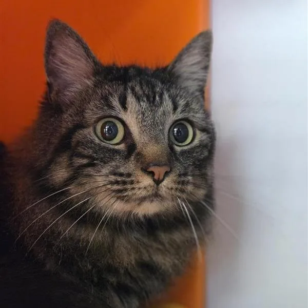 Squirrel thumbnail 3