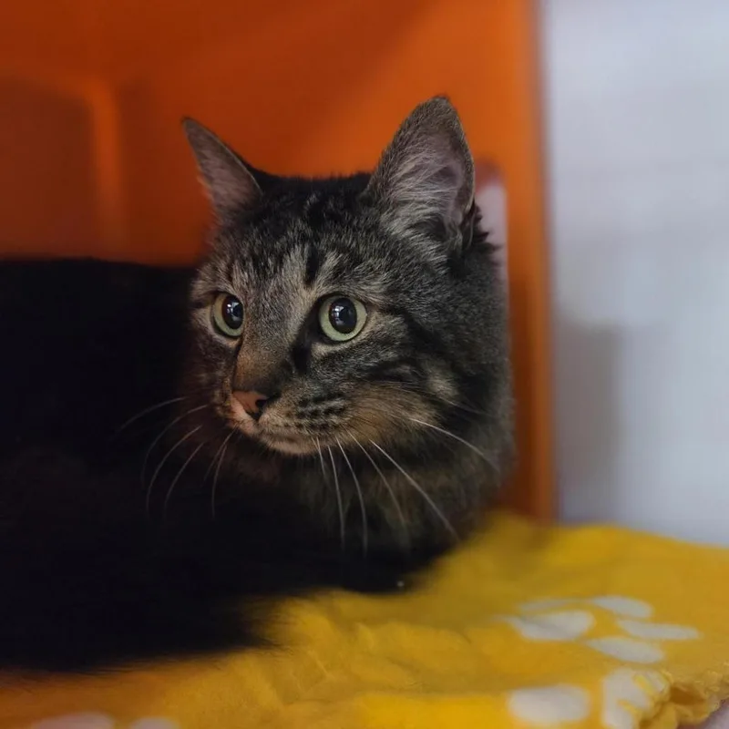 Squirrel thumbnail 4