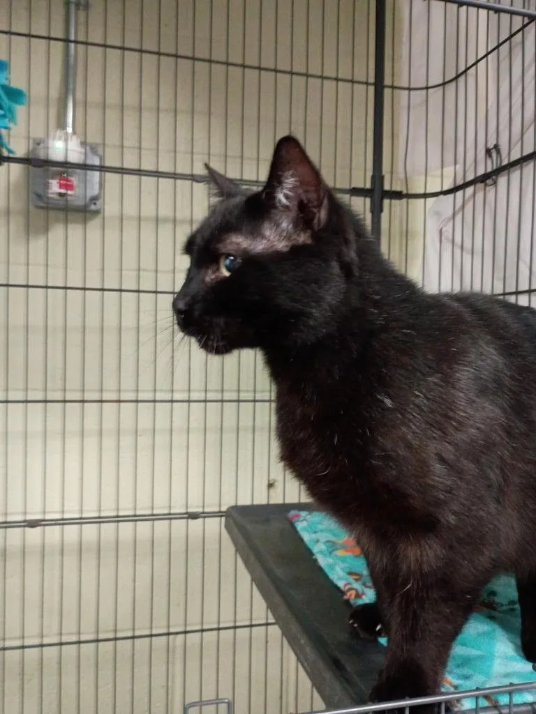 Sagittarius thumbnail 3