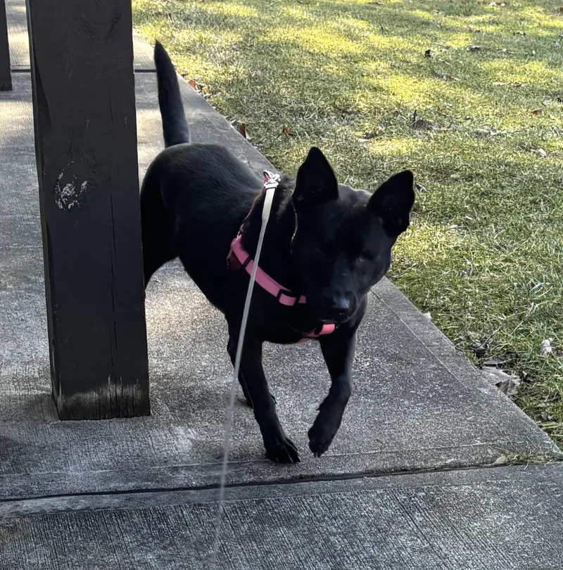 Lavendercuddlebug! thumbnail 3